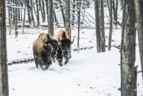 Amerikanische Bisonbullen auf Schnee im Lamar Valley, Yellowstone Nationalpark; wummernde, vereinigte Staaten von Amerika — Stockfoto