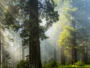Sonnenstrahlen auf dem Wald in den kalifornischen Mammutbäumen; Kalifornien, Vereinigte Staaten von Amerika — Stockfoto