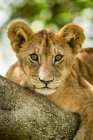 Vista panorâmica do filhote de leão majestoso na natureza selvagem — Fotografia de Stock