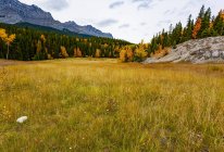 Follaje y hierba de color otoñal en el Parque Nacional Banff; Alberta, Canadá - foto de stock