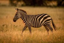 Зебра (Equus burchellii) блукаючий вал освітлений заходом сонця, Grumeti Serengeti Tented Camp, Serengeti National Park; Танзанія — стокове фото