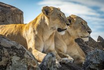 Vue panoramique des lions majestueux à la nature sauvage — Photo de stock