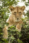 Vue panoramique de majestueuse lionne à la nature sauvage regardant à travers le feuillage — Photo de stock