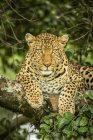 Majestoso e belo leopardo vista closeup — Fotografia de Stock