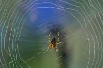 Европейский садовый паук (Araneus dihbmatus), прядущий паутину в конце лета; Астория, Орегон, Соединенные Штаты Америки — стоковое фото