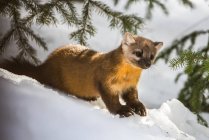 American Marten (Martes americana) sitting on snowbank beneath conifer branches; Silver Gate, Montana, United States of America — Stock Photo