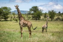Vista panoramica di belle giraffe a vita selvaggia — Foto stock