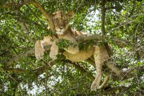 Vista panoramica di maestoso leone a natura selvaggia rilassante su albero — Foto stock