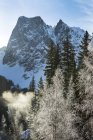 Picos de montanha cobertos de neve emoldurados por árvores perenes com luz quente ao nascer do sol; Field, British Columbia, Canadá — Fotografia de Stock