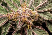 Usine de cannabis au stade de floraison tardive ; Cave Junction, Oregon, États-Unis d'Amérique — Photo de stock