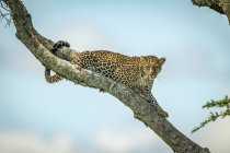 Maestoso e bellissimo leopardo rilassante su albero — Foto stock