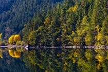 Autumn coloured foliage on a mountainside reflected in a tranquil lake; British Columbia, Canada — Stock Photo
