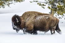 American Bison bull on snow in Lamar Valley, Yellowstone National Park; Wyoming, Estados Unidos da América — Fotografia de Stock