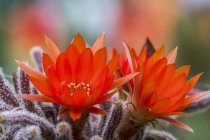 Pequeña planta de cactus florece flores rojas en una maceta; Astoria, Oregon, Estados Unidos de América - foto de stock