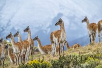 Guanacos at Southern Chile; Torres del Paine, Chile — Stock Photo