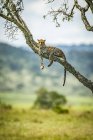 Majestueux et beau léopard relaxant sur l'arbre — Photo de stock