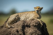 Majestätische Gepardenporträt in wilder Natur, verschwommener Hintergrund — Stockfoto