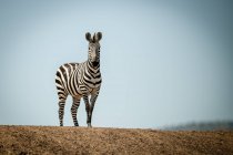 Равнинная зебра (Equus quagga), стоящая на хребте под солнцем, лагерь Грумети Серенгети, Национальный парк Серенгети; Танзания — стоковое фото