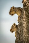 Vista panorámica de majestuosas leonas en la naturaleza salvaje - foto de stock