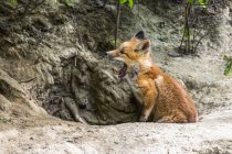 Red fox (Vulpes vulpes) kit yawning and sitting in the entrance of den burrow near Fairbanks; Alaska, United States of America — Stock Photo