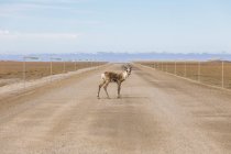 A lone caribou (Rangifer tarandus) standing in the Dalton Highway; Alaska, United States of America — Stock Photo