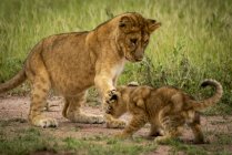 Vista panorámica del majestuoso león con cachorro en la naturaleza salvaje - foto de stock