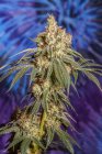 Planta de cannabis en fase de floración tardía; Cave Junction, Oregon, Estados Unidos de América - foto de stock