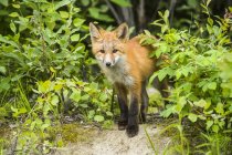 Red fox (Vulpes vulpes) kit peering from bushes by den near Fairbanks; Alaska, United States of America — Stock Photo