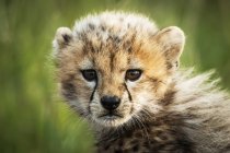 Cucciolo di ghepardo (Acinonyx jubatus) seduto a guardare la telecamera, Campo tende Grumeti Serengeti, Parco nazionale Serengeti; Tanzania — Foto stock