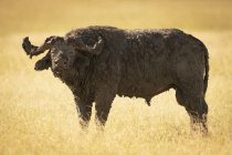 Malerischer Blick auf afrikanische Büffel in wilder Natur — Stockfoto