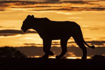 Vista panorâmica do majestoso leão na natureza selvagem ao pôr do sol — Fotografia de Stock