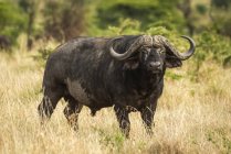 Vista panorámica de búfalo africano en la naturaleza salvaje - foto de stock