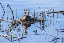 Schwarzhalstaucher auf Eiern in einem Nest am Wasser — Stockfoto