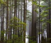 Rayos solares en el bosque en las secuoyas de California; California, Estados Unidos de América - foto de stock