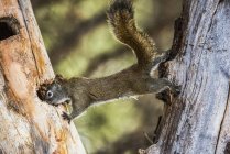 American Red Squirrel (Tamiasciurus hudsonicus) простягається між двома деревами; Silver Gate, Монтана, США — стокове фото