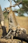 Majestuoso retrato escénico de Cheetahs en la naturaleza salvaje, fondo borroso - foto de stock