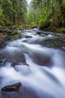 Ruisseau traversant la forêt tropicale de la côte de l'Oregon ; Oregon, États-Unis d'Amérique — Photo de stock