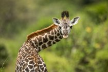 Живописный вид на красивых жирафов в дикой природе — стоковое фото