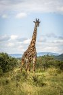 Vue panoramique de belle girafe à la vie sauvage — Photo de stock