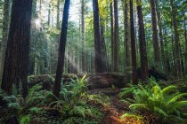 Vista panorâmica das famosas florestas de Redwood do norte da Califórnia, Califórnia, Estados Unidos da América — Fotografia de Stock