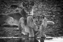 Vista panorámica de majestuosos leones en la naturaleza salvaje, monocromo - foto de stock