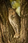 Majestoso e belo leopardo relaxante na árvore — Fotografia de Stock
