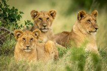 Vista panoramica di tre cuccioli di leone carino a natura selvaggia — Foto stock