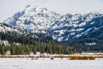 American Bisons grazing in a snowy meadow beneath majestic mountain peaks in Yellowstone National Park; Wyoming, United States of America — Stock Photo