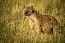 Spotted hyena at long grass in wild nature — Stock Photo