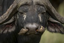 Vista panorâmica de búfalos africanos e aves na natureza selvagem — Fotografia de Stock