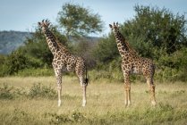 Malerischer Blick auf wunderschöne Giraffen in freier Wildbahn — Stockfoto