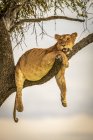 Vista panoramica di maestoso leone a natura selvaggia sdraiato su un albero — Foto stock