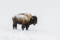 Amerikanischer Bisonbulle auf Schnee im Lamar Valley, Yellowstone Nationalpark; wummernde, vereinigte Staaten von Amerika — Stockfoto