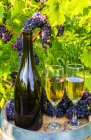 Вино подается на винодельне с бокалами вина и кластерами свежего винограда на бочке; Квебек, Канада — стоковое фото